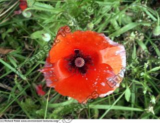 flower poppy