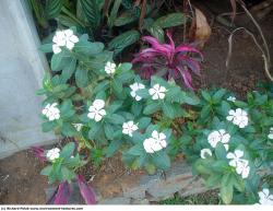 Photo Textures of Flowers