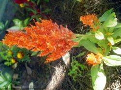 Photo Textures of Flowers