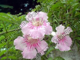 Photo Textures of Flowers