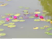 waterlilies