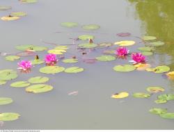 Photo Textures of Waterplants