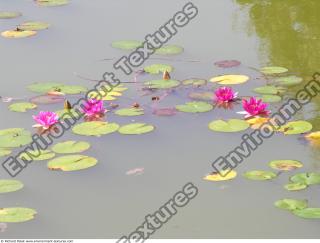 Photo Textures of Waterplants