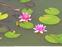 waterlilies