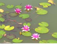 waterlilies