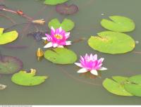 waterlilies