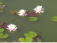 waterlilies