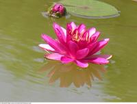 waterlilies flower