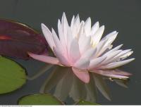 waterlilies flower