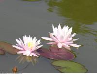 waterlilies flower