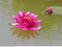 waterlilies flower