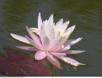 waterlilies flower