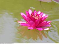 waterlilies flower