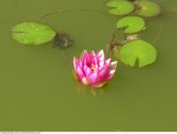 waterlilies flower