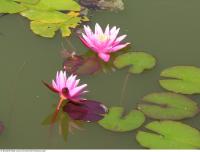 waterlilies 