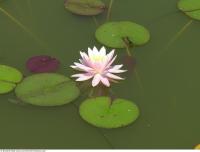 waterlilies 