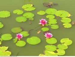 Photo Textures of Waterplants