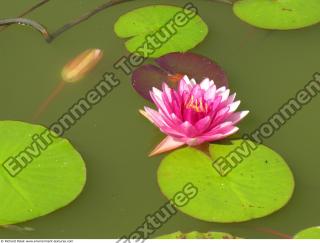 waterlilies