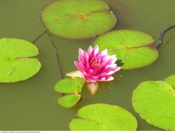 Photo Textures of Waterplants