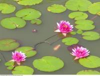 waterlilies 