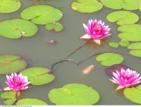 waterlilies 