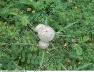 Photo Textures of Plant