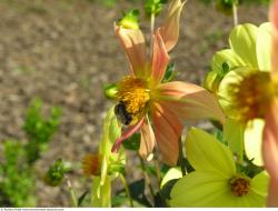 Photo Textures of Flowers