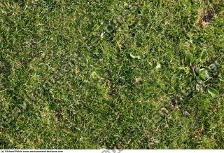 Photo Texture of Grass