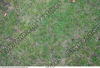 Photo Texture of Grass