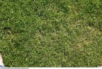 Photo Texture of Grass 