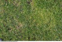 Photo Texture of Grass