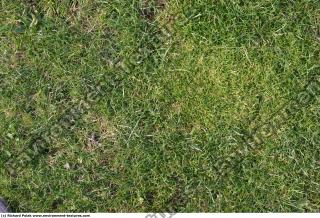 Photo Texture of Grass