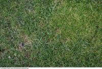 Photo Texture of Grass