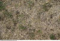 Photo Texture of Grass Dead