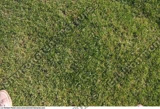 Photo Texture of Grass