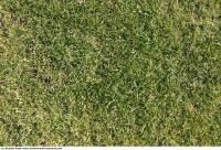 Photo Texture of Grass