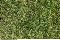 Photo Texture of Grass