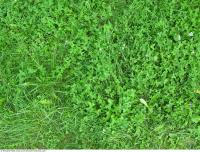 Photo Texture of Grass