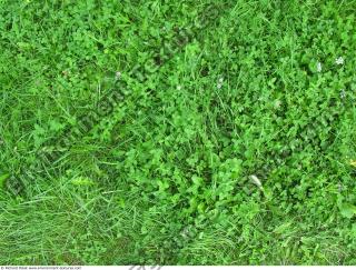 Photo Texture of Grass