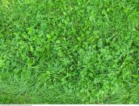 Photo Texture of Grass