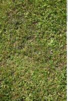 Photo Texture of Grass