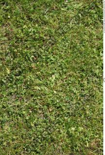 Photo Texture of Grass