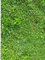 Photo Texture of Grass