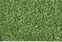 Photo Texture of Grass