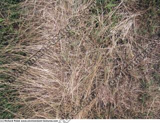 Photo Texture of Grass Dead