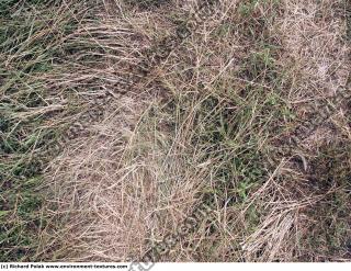 Photo Texture of Grass Dead