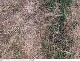 Photo Texture of Grass Dead