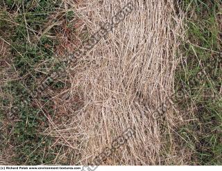 Photo Texture of Grass Dead