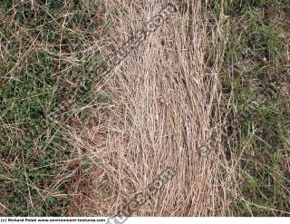 Photo Texture of Grass Dead