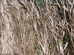 Photo Textures of Grass Dead